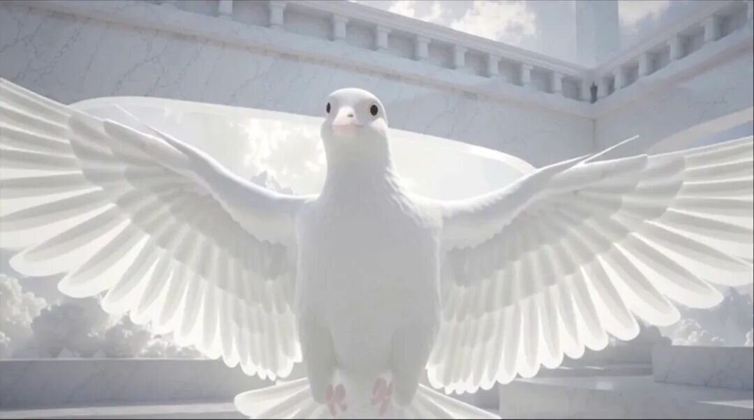 原文配图 · 白鸽影像 / Original post imagery · dove